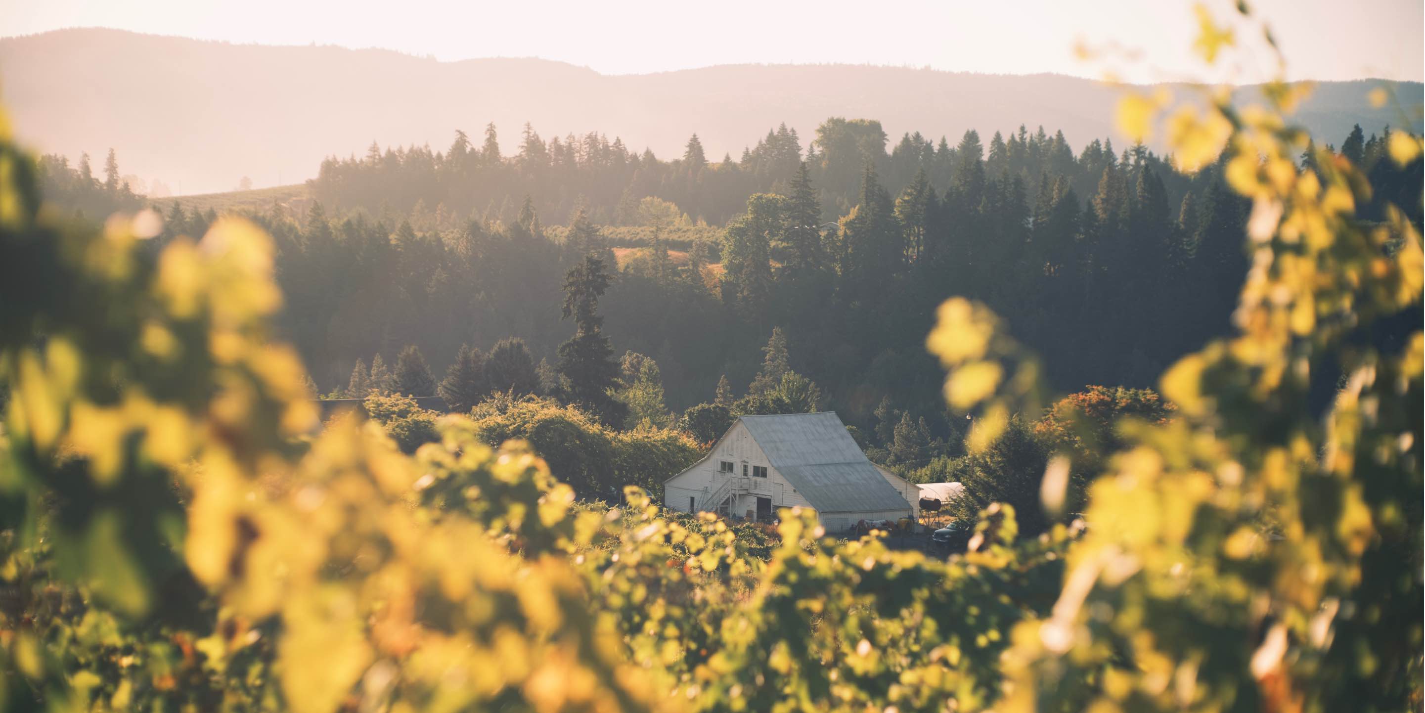 Hiyu-Wine-Farm-Harvest-2021-Slideshow-Nate-Ready-01