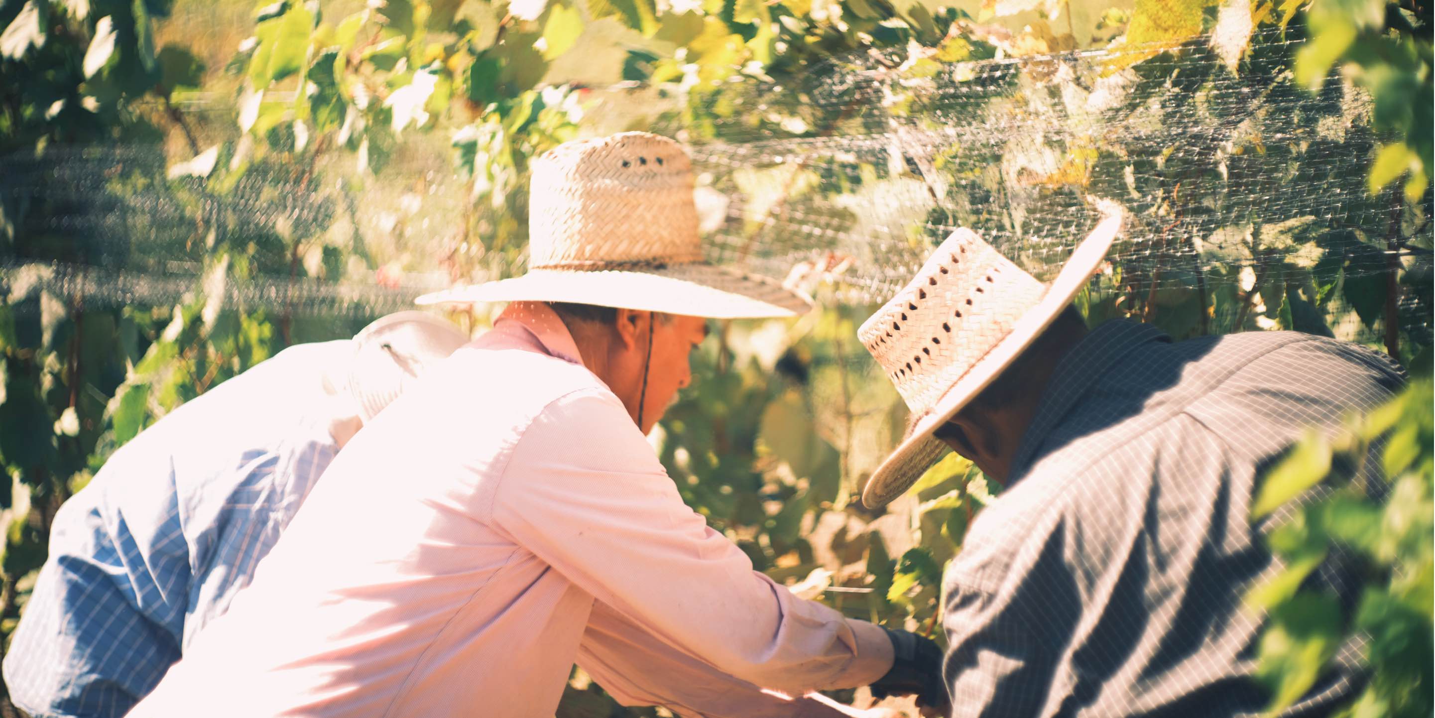 Hiyu-Wine-Farm-Harvest-2021-Slideshow-Nate-Ready-02