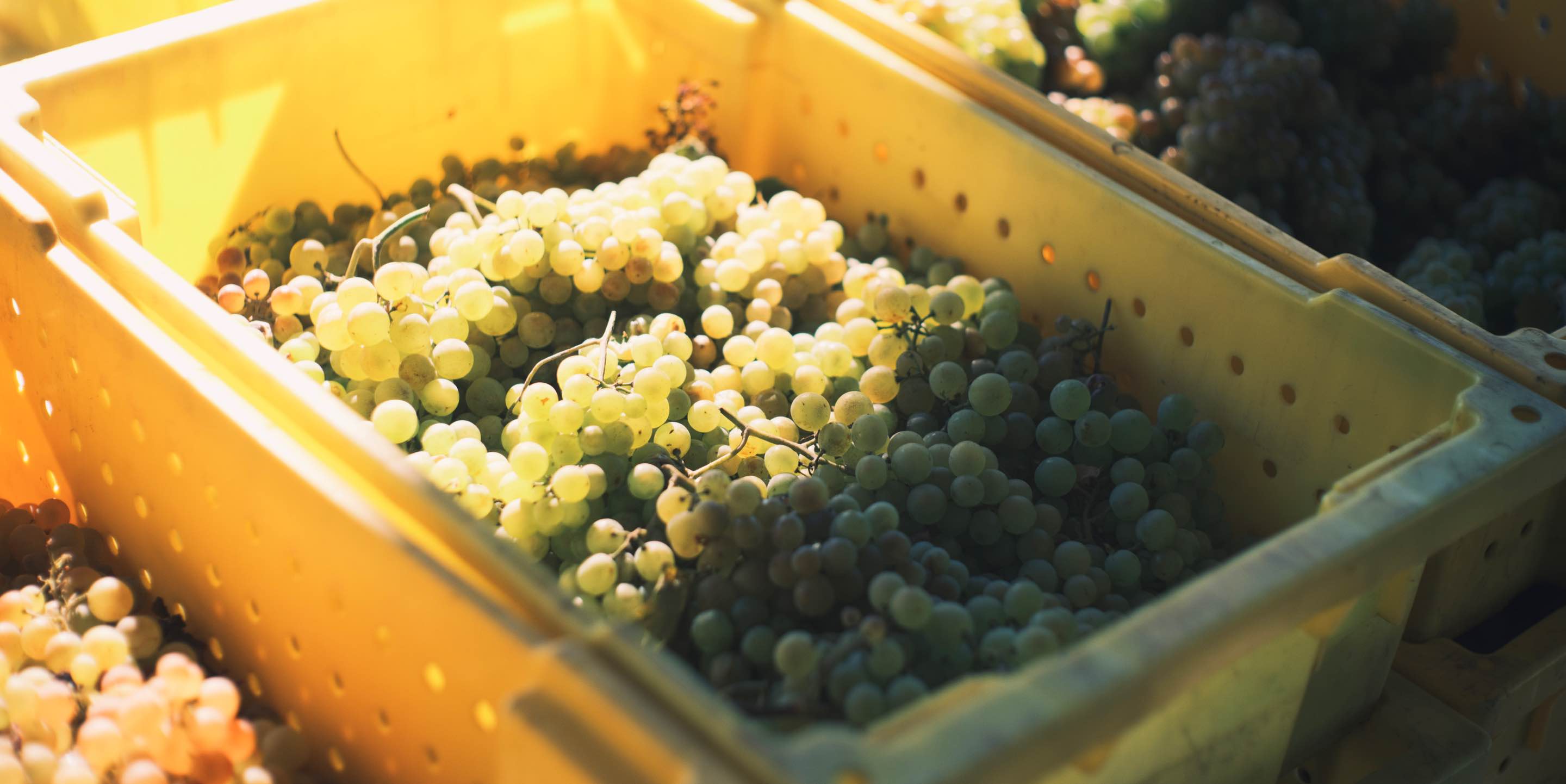 Hiyu-Wine-Farm-Harvest-2021-Slideshow-Nate-Ready-05