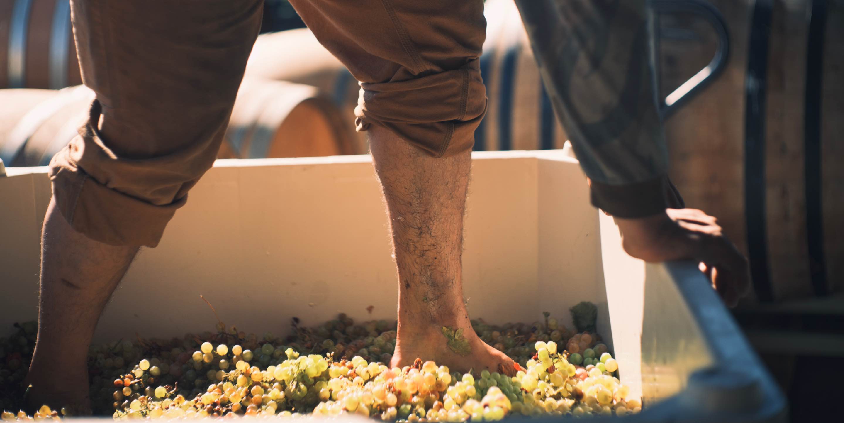 Hiyu-Wine-Farm-Harvest-2021-Slideshow-Nate-Ready-06