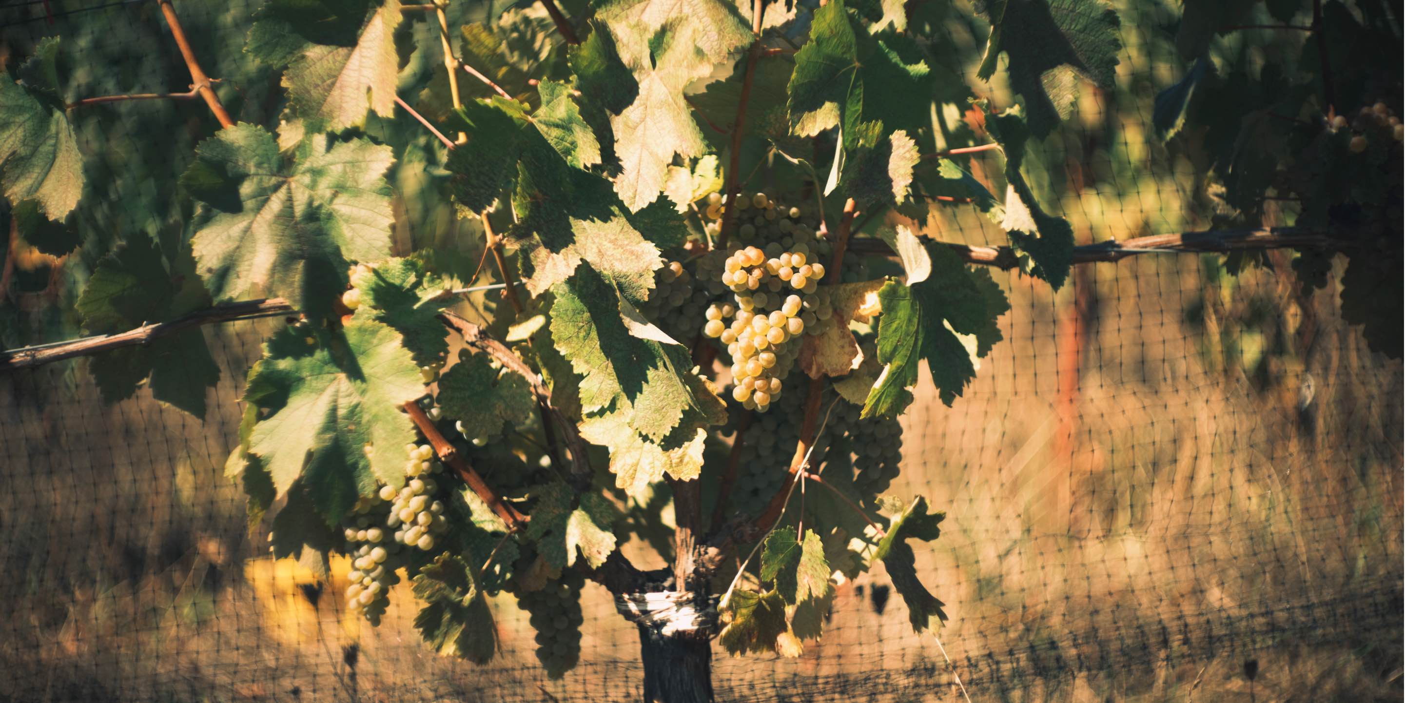 Hiyu-Wine-Farm-Harvest-2021-Slideshow-Nate-Ready-07