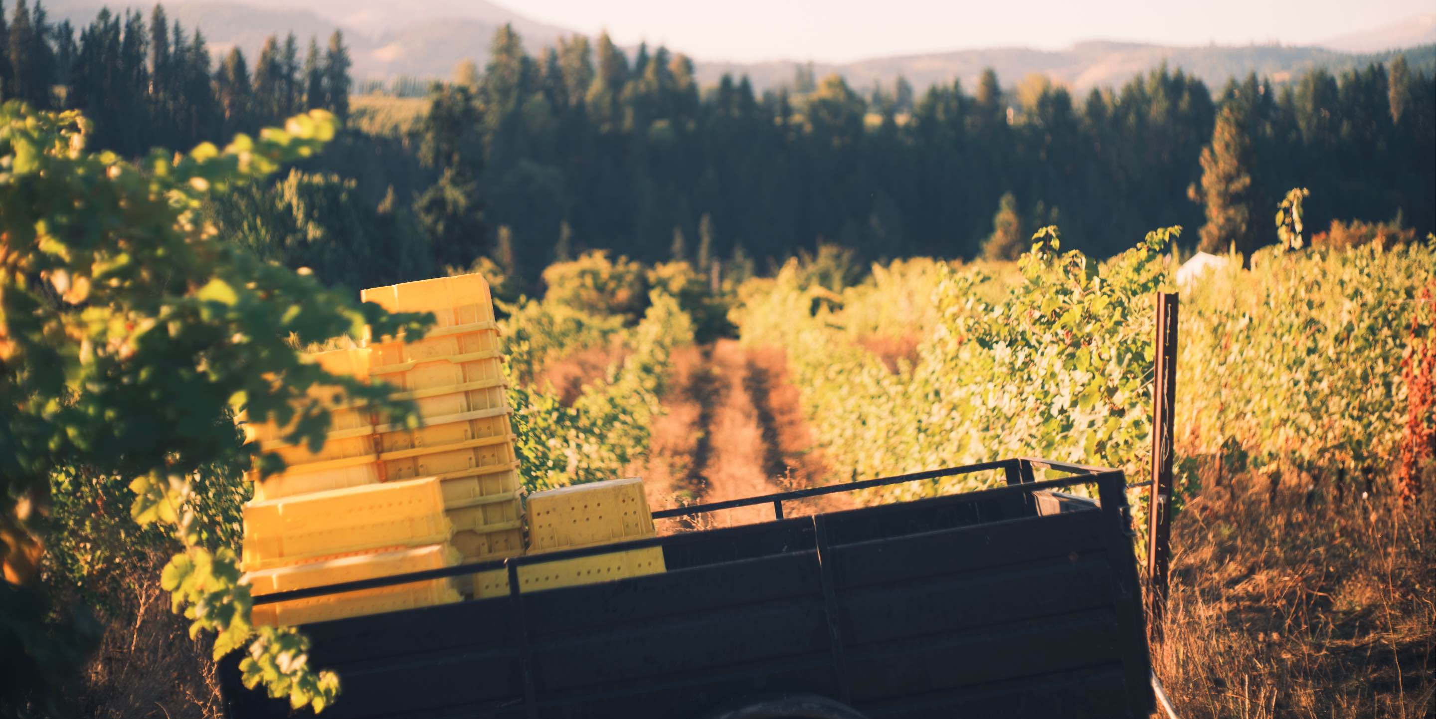 Hiyu-Wine-Farm-Harvest-2021-Slideshow-Nate-Ready-09